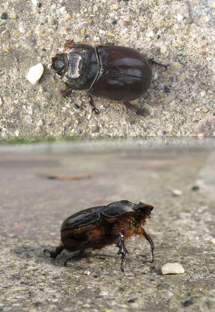 cleottero da identificare